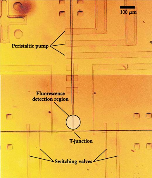  . Figure 4. Pressure-driven cell sorter is one example of an integrated microfluidic device. The fluidic chip contains two layers of channels separated by a thin, flexible membrane of PDMS. Channels in the lower layer carry liquid samples for analysis; channels in the upper layer carry air. Valves are formed at the crossing points between channels in the two layers. Raising the air pressure in an upper channel deforms the interlayer membrane at the crossing point and closes the lower channel. Neighboring valves can be activated sequentially to act as a peristaltic pump. Such a three-valve arrangement, viewed here from above, pumps in a solution containing cells toward the T-junction. Double valves on each branch of the T direct the flow based on the signal from a fluorescence detector just upstream of the T. The cross pattern in the top left of the image is an alignment mark used in the fabrication of the multilayer polymer device. 8 