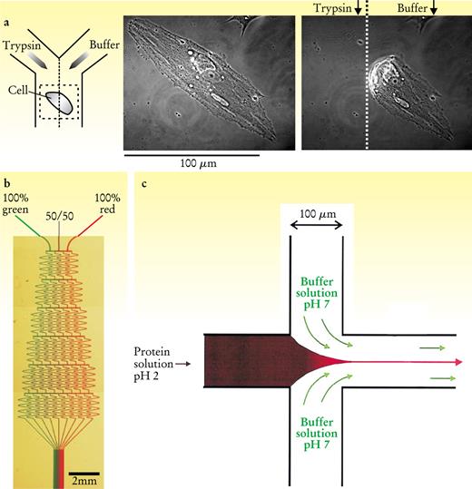  . Figure 5. Application examples. (a) Patterned flow of the protein-cleaving enzyme trypsin over a cell from the capillary wall of a cow. As shown at left, a stream containing a trypsin solution is injected beside a stream just containing buffer solution. The middle panel shows that the full cell is attached to the floor of the microchannel before treatment with trypsin. As seen at right, after the treatment, the half of the cell exposed to trypsin has become detached. 9 (b) Gradient formation by a network of microchannels. Three input dye solutions (100% green, 50% green/50% red, and 100% red) are transformed into nine output solutions with a linear gradient. 10 (c) Mixing of laminar flows in a microchannel makes possible the study of protein folding. A solution of a denatured protein (cytochrome c) at pH 2 is injected at a low flow rate between two rapidly flowing streams of buffer at pH 7. The width of the stream of protein solution narrows as it climbs to the speed of the neighboring streams. Diffusive mixing of the side streams into the protein solution raises the pH, which induces folding. The radius of gyration can be measured at different stages of folding by shining an x-ray beam at various positions along the channel. 11 