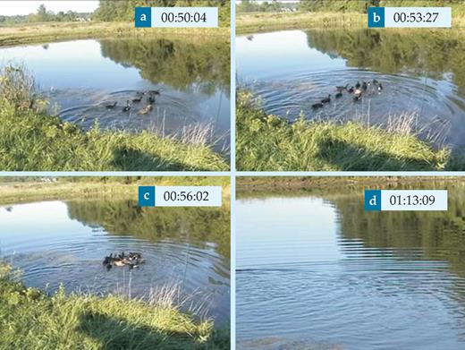  . Generation of spatially coherent water waves from randomly distributed wave disturbances produced by 13 ducks jumping into a pool at time 00:47:12. The frame times are indicated. 
