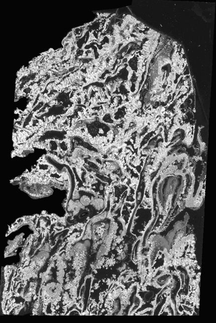 Figure 1. A section of rock sponge from the Lost City Hydrothermal Field located on the seabed at 30° N near the Mid-Atlantic Ridge. The sponge’s narrow fissures and its location near a heat source provide two ingredients—tight confinement and a thermal gradient—needed to concentrate prebiotic molecules. (Courtesy of Deborah Kelley, University of Washington.)