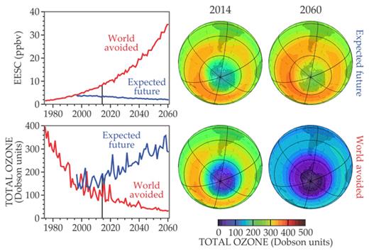 . Figure 5. Simulations of the Antarctic ozone hole contrast the “expected future” (blue lines at left and top images at right) resulting from curtailing chlorofluorocarbons and a “world avoided” scenario (red lines and bottom images) in which CFC use increases annually by 3%. In the top left, the equivalent effective stratospheric chlorine (EESC) accounts for the influence of chlorine and the more-destructive bromine, both products of anthropogenic gases. The plotted EESC, in parts per billion by volume, is the average over 75°–90° S at 20 km. The bottom left plots the October ozone column density averaged over the same region. By 2014 the EESC in the “world avoided” is almost twice that in the “expected future,” and total ozone is about 80 Dobson units less. By 2060 the EESC is 17 times as high, Antarctic total ozone is 260 DU less, and large ozone depletions cover the entire globe.