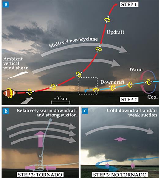 Figure 2. Our present understanding of how a tornado develops in a supercell thunderstorm. (a) A tornadic supercell near Deer Trail, Colorado, intercepted by the second Verification of the Origins of Rotation in Tornadoes Experiment (VORTEX2) on 10 June 2010. The white arrows show the orientation of the vorticity vector, the yellow curved arrows indicate the sense of spin, and the red and blue lines indicate the paths taken by updraft and downdraft air parcels, respectively. In step 1 of tornadogenesis, the storm acquires large-scale rotation—a midlevel mesocyclone—by tilting the horizontal vorticity in winds entering the storm’s updraft. In step 2, buoyancy gradients due to relatively warm and cool air straddling either side of downdraft air parcels generate horizontal vorticity. That horizontal vorticity is then tilted upward by surrounding wind fields as the parcels descend. (b) A closeup of the region inside the dashed box in panel a. In step 3, conservation of angular momentum amplifies the now vertical vorticity as air converges toward the axis of rotation while being sucked upward by the strong mesocyclone above. (c) A nontornadic supercell with tornadogenesis failure in progress, intercepted by VORTEX2 near Panhandle, Texas, on 13 June 2009. (Adapted from P. M. Markowski, Y. P. Richardson, Weatherwise, July–August 2013, p. 12. Photos in panels a and b courtesy of William T. Reid. Photo in panel c by Paul Markowski.)