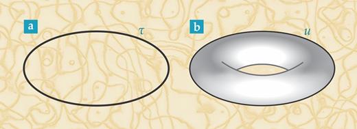 Figure 5. One-loop cosmological constant. (a) In quantum field theory, this Feynman diagram with a single proper-time parameter τ, underlies the one-loop cosmological constant. (b) The string theory counterpart is a torus characterized by a parameter u (the imaginary part of the complex parameter τ̂ from figure 2a) that, crucially, is bounded away from zero.