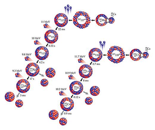 Figure 5. Decay chains for isotopes 293117 and 294118, showing the half-life and alpha-decay energy of each nucleus in the chains. Black arrows indicate alpha decay and gray arrows indicate spontaneous fission. In both cases, hot-fusion reactions between calcium-48 projectiles and actinide target materials, either berkelium-249 or californium-249, produce compound nuclei, labeled with asterisks, that promptly evaporate off several neutrons. Toward the ends of the chains, roentgenium-281 (from 293117) and flerovium-286 (from 294118) can spontaneously fission or alpha decay into meitnerium-277 and copernicium-282, respectively. Both end-chain nuclei undergo spontaneous fission.
