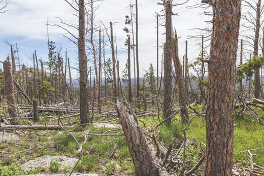 Figure 4. Forests in the American West have recently been devastated by bark beetles that multiply in the absence of harsh winters. Since the 1980s scientists have predicted that climate change would extend the range of disease vectors, but this specific impact was not anticipated. Scientists did regularly warn that there would be unforeseen impacts.