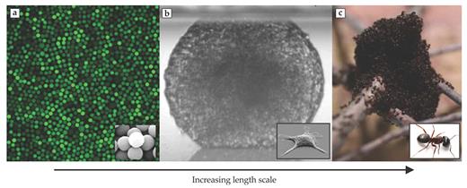 Figure 4. Glassy physics at many length scales. Atomic liquids and systems composed of larger particles are analogous in many ways. (a) Highly concentrated colloidal micrometer-sized spheres resemble the liquid and glass states shown in figure 1. (b) A dense viscous droplet composed of living cells squeezed between two plates exhibits many glassy properties. (c) A dense swarm of ants retains its shape for a long time, in analogy with an amorphous solid. (Panel a courtesy of Arran Curran; panel b adapted from T. V. Stirbat et al., Eur. Phys. J. E 36, 84, 2013, doi:10.1140/epje/i2013-13084-1; panel c adapted from M. Tennenbaum et al., Nat. Mater., in press, doi:10.1038/nmat4450.)