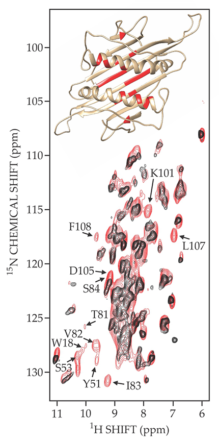 Figure 2. Two-dimensional NMR spectra of the virus coat protein AP205CP, partially deuterated (black) and fully protonated (red). The labeled amino-acid spectral peaks in the fully protonated spectrum are missing from the partially deuterated one; for example, “V82” indicates the 82nd amino acid in the protein, which is valine. The missing amino acids’ positions are shaded in red in the structural diagram at the top. (Adapted from ref. 1.)