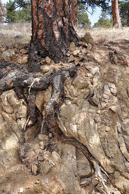 . The roots of a ponderosa pine pry open fractures in bedrock in the Betasso catchment in Colorado. Measurements of contact forces between the rocks and the roots show enigmatic daily cycles. And the cracks speed up rock weathering by allowing faster penetration of water and organic matter.