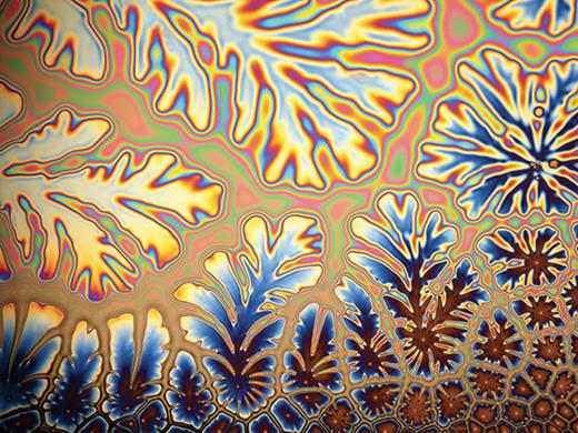 . Viscous fingers forming between the plates of a Hele-Shaw cell.