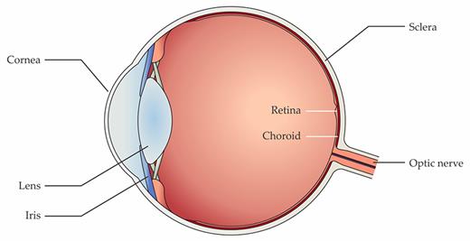 Figure 1. The human visual system. Visual perception begins in the eye, where the lens, iris, and cornea project an inverted image of the world onto the retina, the thin layer of neural tissue at the back of the eye. The retina converts incident photons into neural action potentials, which are relayed to the brain along the optic nerve. Encasing the retina are a thin vascular layer known as the choroid and a protective outer shell called the sclera. (Adapted from G. A. Goetz, D. V. Palanker, Rep. Prog. Phys. 79, 096701, 2016, doi:10.1088/0034-4885/79/9/096701.)