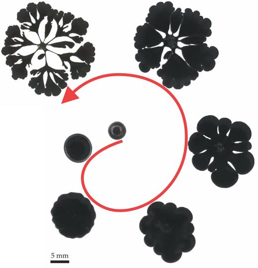Figure 3. Gallium droplets have enormous surface tension in the absence of a surface oxide layer and therefore form spheres (center). However, putting a droplet in an electrolyte and applying a positive potential drives surface oxidation. Here, a droplet is connected to a small wire from below (not shown) and submerged in 1 molar sodium hydroxide electrolyte; it is photographed from the top down and appears black because it is backlit. The oxidation process causes the metal to spread into fractals, which suggests that the effective tension is near zero under the conditions shown. (Image courtesy of Collin Eaker and Jie Sun.) 