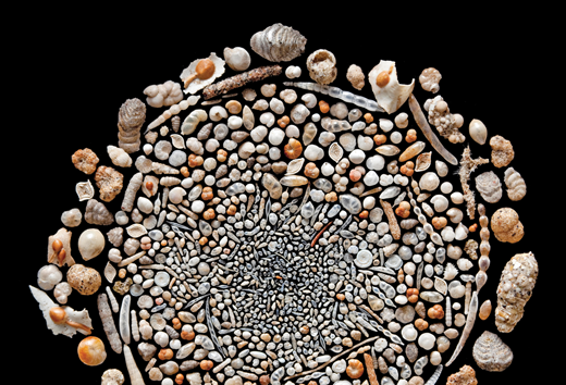 Marine invertebrates, like the many micron-sized species of foraminifera that form the tens of millimeter-sized shells shown here, are useful indicators of changes in ocean temperature and ice volume. (Photo by the Natural History Museum, London/Alamy Stock Photo.)