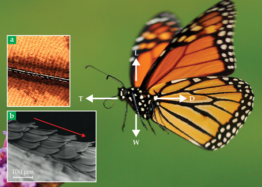 A monarch butterfly experiences the forces of lift (L), which counters its weight (W), and of thrust (T), which counters its drag (D). (a) A microscope image of a wing reveals discrete scales, each about 0.1 mm long, that form rows perpendicular to wing veins (black). (b) Microcavities are created on the wing’s surface as the scales’ tips curve upward. The orientation of airflow (red arrow) transverse to the cavities decreases the skin friction. (Insets adapted from N. Slegers et al., Bioinsp. Biomim. 12, 016013, 2017.)