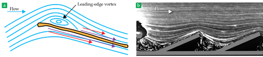 Streamline patterns. (a) As air flows over a butterfly’s wing during flight, a leading-edge vortex forms on the upper surface. As the viscous air travels across the wing, it generates skin friction, which creates drag (red arrows) on both sides of the wing. Without the so-called roller-bearing effect created by the wing’s scales, the drag would be greater (purple arrows). (b) In a fluid visualization experiment employing mineral oil, the tiny cavities between scales (gray bars) trap fluid, which then rotates in small vortices. As if sliding across roller bearings, the outer air flows over the surface with less skin friction. (Adapted from S. Gautam, PhD thesis, U. Alabama, 2021.)