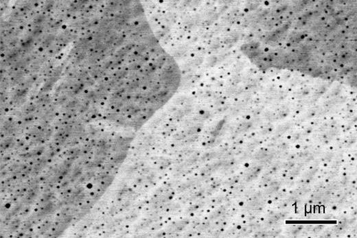Holes measuring about 18 nm across permeate a sample of gold in this scanning electron micrograph. Credit: Jia-Ji Chen