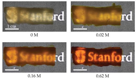 Thin slices of raw chicken breast, infused with increasing concentrations of the yellow food dye tartrazine up to 0.62 moles per liter, become progressively more transparent. Rubbing the dye on the skin of live mice gives researchers a view of their internal organs. Credit: Adapted from Z. Ou et al., Science 385, eadm6869 (2024)