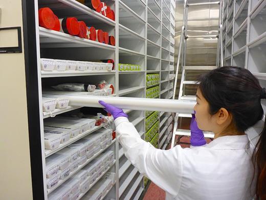 Sediment cores at the US Geological Survey’s Pacific Coastal and Marine Science Center in Santa Cruz, California, and other repositories around the world are no longer searchable online after NOAA removed its public core database in May. (Photo by Rex Sanders, USGS Pacific Coastal and Marine Science Center.)