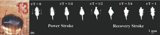 FIG. 1. Test organism. (a) Image of a two-week old juvenile A. salina in a water droplet. Ruler in background indicates millimeter units. (b) Time series showing the power and the recovery strokes that form the metachronal wave of a two-week old A. salina. The complete cycle ranges from t/T = 0 to t/T = 1, where time t is measured from the beginning of the swimming cycle and T is duration of the swimming cycle. The direction of appendage motion is indicated by the gray arrows at the beginning of each stroke.
