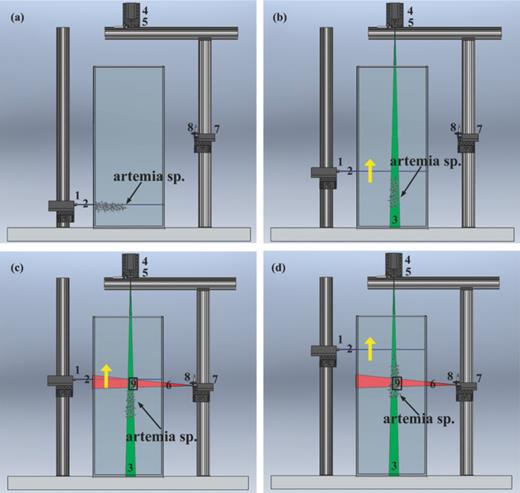 FIG. 3. Experimental procedure. Prior to triggering vertical motion, the organisms were attracted towards the bottom of the tank (a). Subsequently, vertical motion was triggered by activating the green laser sheet and translating the blue beam upwards (b). Measurements were taken for different stages in the migration: the stage referred to as the beginning of the migration occurred when the first organisms in the aggregation reached 1/2 of the height of the tank (c), whereas the middle of the migration occurred when the first migrating organisms have reached 3/4 of the height of the tank (d).