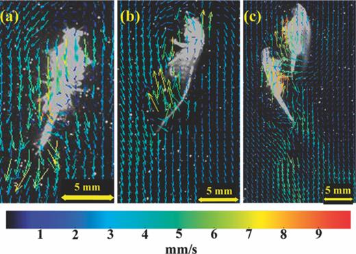 FIG. 4. Near-field flows during DVM. Near-field flows generated by the metachronal motion of the appendages of an individual organism (a), by the dorsal side of an individual organism (b), and by two organisms in close proximity (c).