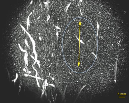 FIG. 7. Flow visualization showing the pathlines of PIV particles seeded in the water as well as the swimming organisms. The depicted particle and animal streaks are the result of overlaying a 30-s sequence of raw PIV images recorded during the middle of a vertical migration. The generated large-scale flow structures next to the downward jet (e.g., blue oval) are significantly larger than the individual organisms. The vignetting of the image is due to the narrow-band laser filter on the camera, which becomes apparent when zoomed out to capture the larger-scale flow structures.