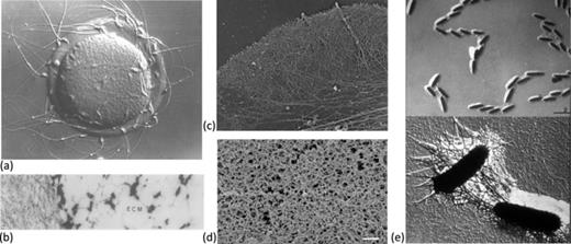 FIG. 1. (a) Mouse oocyte surrounded by zona pellucida and sperm cells. Reprinted from P. M. Wassarman, “Contribution of mouse egg zona pellucida glycoproteins to gamete recognition during fertilization,” J. Cell. Physiol. 204, 388–391 (2005). Copyright 2005 Wiley-Liss, Inc.4 (b) Electron micrograph showing the zona pellucida and the extracellular matrix (ECM) of a hamster oocyte. Reprinted with permission from Talbot et al., “Motile cells lacking hyaluronidase can penetrate the hamster oocyte cumulus complex,” Dev. Biol. 108, 387–389 (1985). Copyright 1985 Elsevier.5 (c) Electron micrograph of actin network in a Xenopus fibroblast. Reprinted from T. M. Svitkina and G. G. Borisy, “Arp2/3 complex and actin depolymerizing factor/cofilin in dendritic organization and treadmilling of actin filament array in lamellipodia,” J. Cell Biol. 145, 1009–1026 (1999). Copyright 1999 Rockefeller University Press.6 (d) Electron micrograph showing network microstructure of lung mucus, reprinted with permission from Schuster et al., “Nanoparticle diffusion in respiratory mucus from humans without lung disease,” Biomaterials 34, 3439–3446 (2013). Copyright 2013 Elsevier.7 (e) Electron micrograph of bacteria and the extracellular polymeric substance (EPS) that the bacterian produce in the formation of a biofilm (JW Costerton archives, Center for Biofilm Engineering, Montana State University).