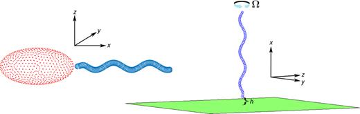 FIG. 2. The two physical scenarios modeled in this study: swimmer (left), pump (right).