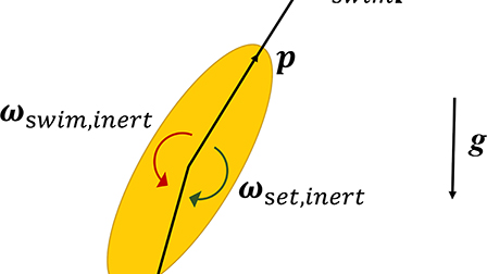 Effect of gravity-induced fluid inertia on the accumulation and ...