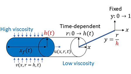 Sucrose transport inside the phloem: Bridging hydrodynamics and ...