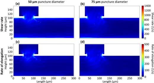 250 Pa pressure difference flow profiles in cross section. (a) and (b) Cross-sectional shear rate profiles, and (c) and (d) cross-sectional elongation rate profiles for the 50 and 75 μm puncture diameter simulation, respectively, at a 250 Pa pressure difference between the outlets. The 50 μm puncture diameter simulation reaches peak shear rate values of 1114 s−1 and peak rate of elongation values of 453 s−1, while the 75 μm case reaches peak shear rate and rate of elongation values of 994 and 396 s−1, respectively. All results are time-averaged from 0.165 to 0.2 s in 0.005 s steps.
