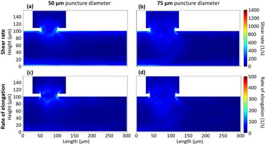 500 Pa pressure difference flow profiles in cross section. (a) and (b) Cross-sectional shear rate profiles, and (c) and (d) cross-sectional elongation rate profiles for the 50 and 75 μm puncture diameter simulation, respectively, at a 500 Pa pressure difference between the outlets. The 50 μm puncture diameter simulation reaches peak shear rate values of 1155 s−1 and peak rate of elongation values of 490 s−1, while the 75 μm case reaches peak shear rate and rate of elongation values of 1034 and 412 s−1, respectively. All results are time-averaged from 0.165 to 0.2 s in 0.005 s steps.