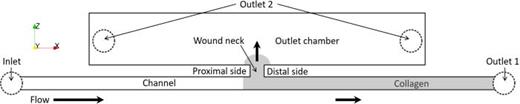 Experimental setup. Schematic of the 50 × 0.2 × 10.3 mm3 (X × Y × Z) microfluidic flow chamber setup. The dimensions are not true to scale to visualize the collagen coating in the wound neck area. The area coated by collagen is colored in gray, and the in- and outlet placements are marked with dashed circles. The enumeration of the outlets indicates the respective aspirating syringe pumps they are connected to.