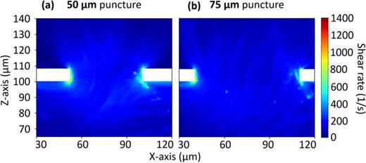 Shear rate profiles in cross section. (a) and (b) Cross-sectional shear rate profile for the 50 and 75 μm puncture diameter simulation, respectively. The area refers to the turquoise-colored region of interest marked in Fig. 3. All results are time-averaged from 0.165 to 0.2 s in 0.005 s steps.