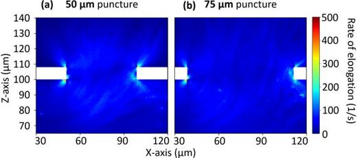 Rate of elongation profiles in cross section. (a) and (b) Cross-sectional elongation rate profile for the 50 and 75 μm puncture diameter simulation, respectively. The area refers to the turquoise-colored region of interest marked in Fig. 3. All results are time-averaged from 0.165 to 0.2 s in 0.005 s steps.