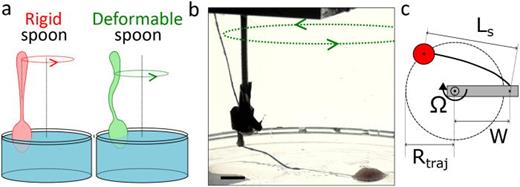 Experimental system and definitions: (a) What happens if one tries to stir a liquid with a deformable spoon? (b) Picture of the model deformable spoon consisting in a ball pulled by an inextensible string. The latter is guided by a tube and knotted to the rotation arm on the top. (c) Definition of the string length  Ls and trajectory radius  Rt, rotation arm length being fixed to  W=4.4 cm.