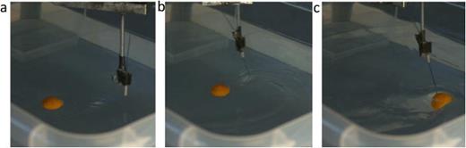 (a) Circular trajectory performed by the ball pulled by a deformable string at low rotation speed (1 round/s) (the string is 4.6 cm long). (b) Example of collapsed state reached when the rotation speed goes from 1.8 round/s to 2 round/s (string is 5.1 cm long). In such collapsed state, the ball spins without any translation and the string is curved. The ball remains trapped in such state until the rotation speed is decreased below 1.4 round/s, showing the existence of hysteresis discussed below. (c) Example of diverged state reached when the rotation speed goes from 1.7 round/s to 1.9 round/s (the string is 4.6 cm long). When the rotation rate is decreased from 1.9 round/s to 1.6 round/s, the system shows no hysteresis and the ball gets back to its initial rotating state. Multimedia available online. 