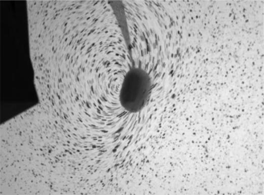 Particle's trajectory (pepper grains) at the water surface both in the laboratory frame and in the comoving frame. Water is made opaque using a bit of powder milk. A moving stack of 15 images shows the streamlines followed by the particles. Streamline's bending indicates that a lift force directed toward the inward of the trajectory acts on the ball. Multimedia available online. 