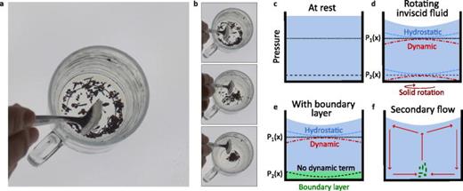 Tea-leaf paradox. (a) Experimental realization of tea-leaf paradox. (b) Pictures from the experimental movie at  t=0 s,  t=10 s, and  t=20 s showing the aggregation of tea leaves at the bottom center. (c)–(f) Isopressure profile  P(x)=Pi with  P1<P2. (c) At rest, only the hydrostatic term remains. (d) Under solid rotation of the full tank, the dynamic term is compensated by an extra hydrostatic term generated by the interface's bending, and the isopressure remains horizontal. (e) If the liquid is set in rotation without the tank, a boundary layer remains attached to the edges of the tank. In this layer, the isopressure bends so that a particle placed at the bottom gets pushed toward the center. (f) Due to mass conservation in the fluid, a circulation in the vertical direction occurs. Multimedia available online. 