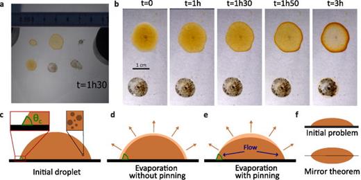 Formation of coffee rings. (a) Snapshot of the experimental movie with three hot coffee drops (brown colors) and three water droplets containing pepper grains. (b) Detail of the experimental movie for different times showing the difference between coffee and pepper droplets. (c) A droplet of coffee contains many coffee grains whose diameter is typically 10–100 μm. The contact angle of the droplet is fixed by the choice of substrate. (d) If the contact line could move, the droplet would evaporate uniformly with time. (e) If the contact line is fixed, the liquid redistributes inside the droplet to compensate for the evaporation occurring at the edges, leading to the transport of particles at the edge. (f) Equivalent problem using the mirror image theorem. Multimedia available online. 