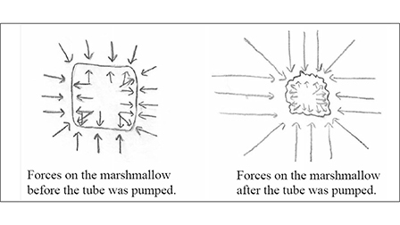 Example model of the marshmallow phenomenon.