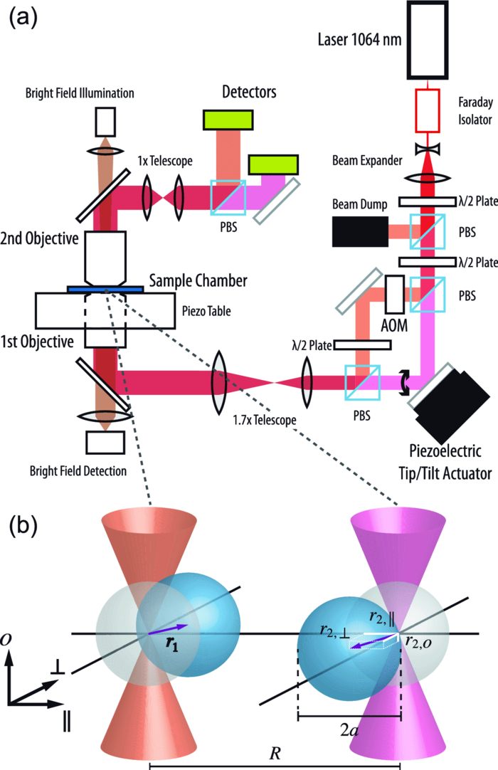 Auto and crosspower spectral analysis of dual trap optical tweezer