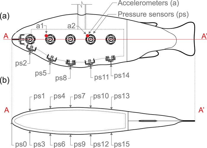 Design and application of a fish-shaped lateral line probe for flow ...