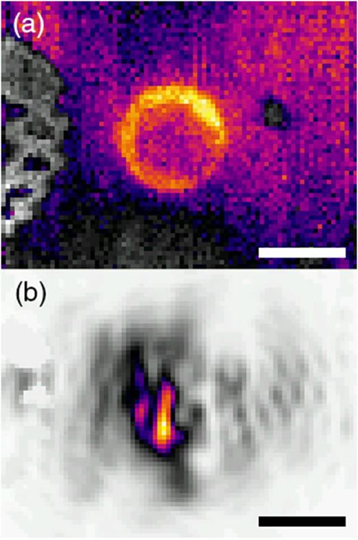 FIG. 3. Gasket indentation and sample chamber of a diamond anvil cell imaged in mid-infrared using the FLIR Lepton thermal imaging module, modified for microscopy. Images are shown (a) with broadband mid-IR illumination and (b) with CO2 laser incident on the gasket. Scale bars 250 μm.