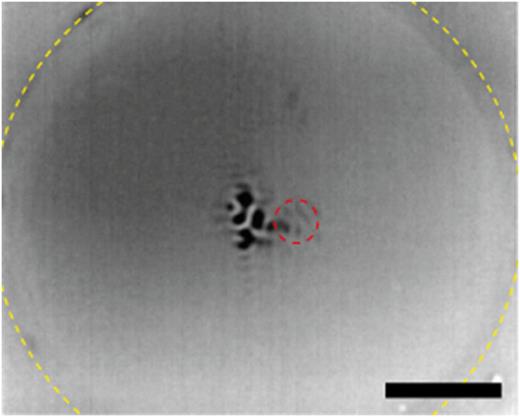 FIG. 4. Mid-infrared image from FLIR Boson thermal imaging module. Intensity inside red dashed circle is due to Fresnel reflection from the table of the diamond anvil. The yellow dashed line shows the interface between diamond and tungsten carbide seat. Scale bar 500 μm.