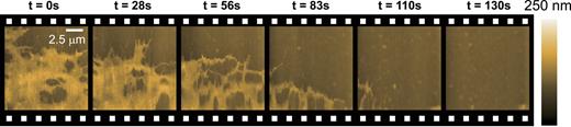 FIG. 7. Topographic images of the edge region of HeLa cell on the glass substrate successively captured at 20–28 s/frame with 200 × 100 pixels, under a pixel rate of 650–1000 Hz, a hopping amplitude of 300–500 nm, and Vb = −0.1 V. A set point value of 1.5% was used. The fast and slow scanning directions are from the bottom to the top and from the left to the right, respectively.