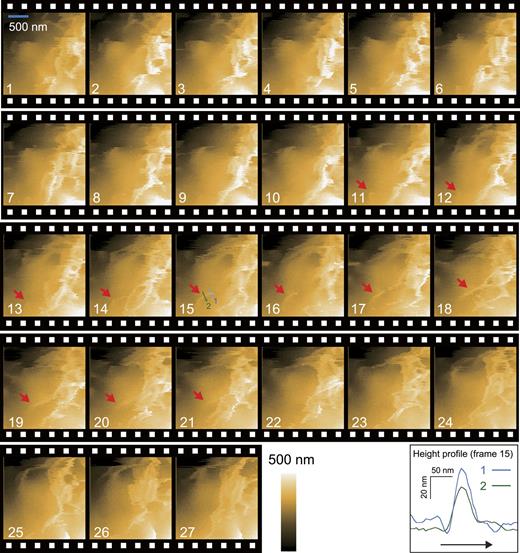 FIG. 8. Topographic images of microvilli dynamics on HeLa cell captured with HS-SICM. These images were successively captured at ∼22 s/frame with 100 × 100 pixels, under a pixel rate of 455 Hz, a hopping amplitude of 500–600 nm, and Vb = −0.2 V. The numbers shown in each frame are the frame number. The red arrows indicate a microvillus undergoing growth and disappearance. The bottom right figure indicates the height profiles along the blue (1) and green (2) arrows shown in frame 15. A set point value of 1% was used to capture these HS-SICM images. The fast and slow scanning directions are from the left to the right and from the bottom to the top, respectively.