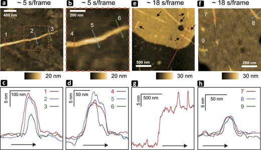 FIG. 9. HS-SICM images of actin filaments. (a)–(d) Actin filaments were attached onto a glass surface coated with positively charged aminopropyltriethoxysilane. (e)–(h) Partially biotinylated actin filaments were attached onto a mica-supported lipid bilayer containing a biotin-lipid through streptavidin molecules with a low surface density. (a) HS-SICM image captured at ∼5 s/frame with 100 × 100 pixels, a pixel rate of 2000 Hz, a hopping amplitude of 100 nm, and Vb = −0.2 V. (b) A magnified view of the rectangle area shown in (a). (c) Height profiles along the arrows shown in (a). (d) Height profiles along the arrows shown in (b). (e) and (f) HS-SICM images captured at ∼18 s/frame with 100 × 100 pixels, a pixel rate of 556 Hz, a hopping amplitude of 250 nm, and Vb = −0.2 V. (g) Height profile along the arrow shown in (e). (h) Height profiles along the arrows shown in (f). A set point value of 1.5% was used to capture these HS-SICM images.