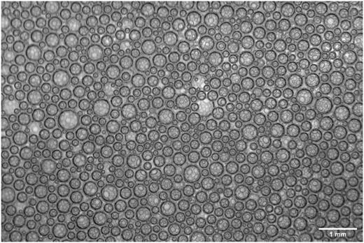 FIG. 7. Foam at a liquid volume fraction of 0.325, observed using the overview camera 2 min after production. The average bubble radius is close to 100 μm.