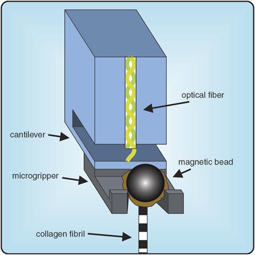 FIG. 1. Schematic of an Optics11 interferometric force probe equipped with a 2PP-printed microgripper. In the prongs of the microgripper, the spherical magnetic bead, attached with glue (beige) to the collagen fibril (stripe-pattern), can be seen. Cantilever deflection is measured via interference. Using the known cantilever stiffness, the force exerted onto the collagen fibril is calculated by multiplication of measured deflection with cantilever stiffness.