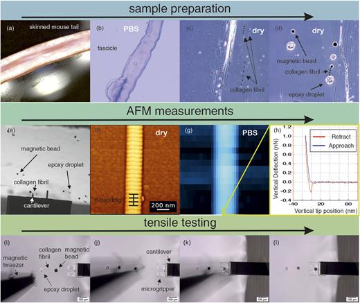FIG. 10. Overview of the entire experimental process. (a)–(d) Sample preparation from separation of a fascicle over deposition of individual collagen fibrils to attachment of magnetic beads and epoxy droplets. (e)–(h) AFM dry imaging and force indentation in PBS with an exemplary force curve. (i) Approach of the magnetic tweezer and the microgripper in vicinity to the magnetic bead that is attached to a collagen fibril (indicated with dashed line). (j) Collagen fibril is lifted by activation of the magnetic tweezer and positioned above the epoxy droplet on the other end of the collagen fibril. (k) The microgripper is positioned underneath the magnetic bead. (l) The collagen fibril is picked-up, the magnetic tweezer is deactivated, and the tensile test is conducted.